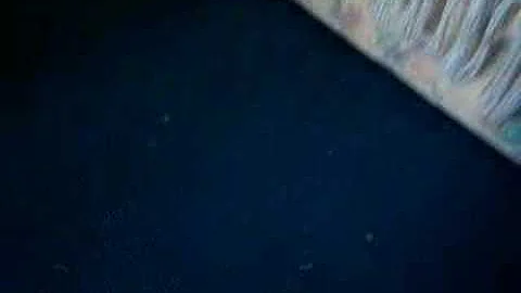 Video 1388061: maine coon kitten learns, coon kitten playing fetch, scottish kitten