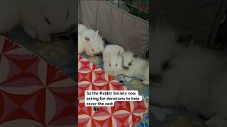 San Diego House Rabbit Society makes unexpected rescue after 10 rabbits were abandoned