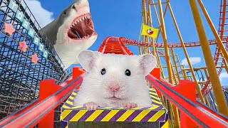 Hamster in Roller Coaster |  Hamsters Maze