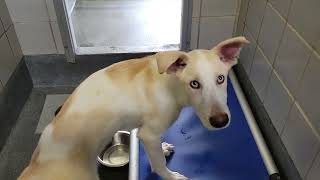 acs A687309