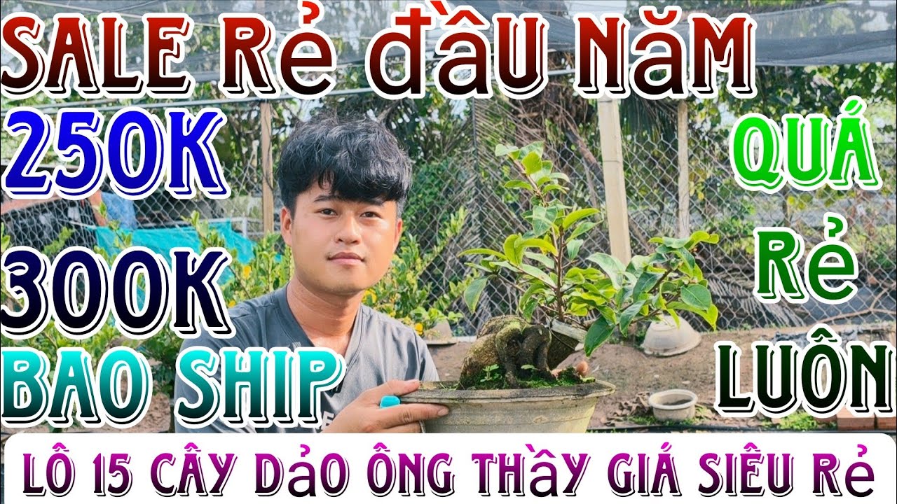 🌈3/3/2026☎️0866459094(Nam)🔥mai giống mới dảo ông thầy bonsai mini để bàn củ đế siêu víp giá siêu rẻ