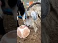 Sendha Namak Best In Minerals For Healthier Goat S Animalshorts Goat Asagrofeeds Goatfarming 