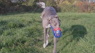 Retired Racing Greyhounds first run off-leash