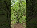 Recorrido parcela 14 Los Avellanos Villarrica