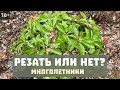 Когда обрезать многолетники? | А нужно ли их резать?