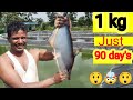 Fastest growing fish for farming in indiabest fish for farming in indiafastest growing catfish