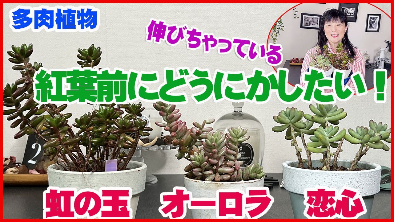 紅葉前にどうにかしたい 虹の玉 恋心 オーロラ 多肉植物 くまパン園芸 Youtube
