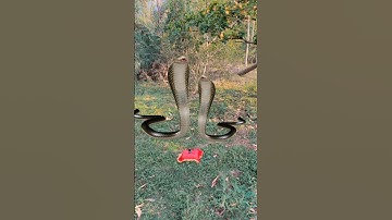 इच्छाधारी नागिन मां और बेटी की कहानी🙏🪱#shorts #youtubeshorts #snake #nagin #maa #bhakti #daughter