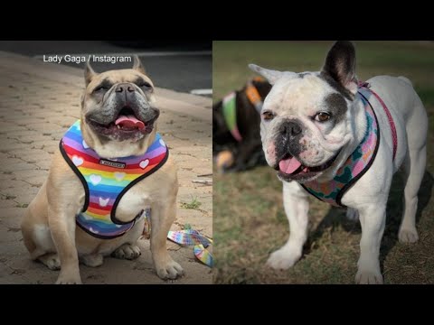 Videó: Pet Scoop: A Spokane-folyóból húzott Pup, Lady Gaga kutya szörfözés