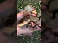 asmr of leaves #ambientsounds #calmingsounds #natureasmr #asmr