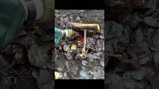 Making a Bird Trap in the Wild!