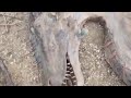 ДРАКОНЫ, которых удалось снять на видео ДРАКОНЫ, которых удалось снять на видео