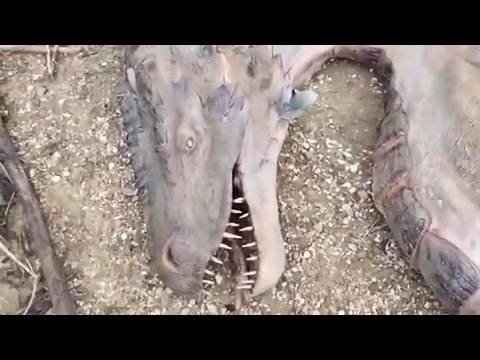 Видео: Нека да поговорим за дракони научно - Алтернативен изглед