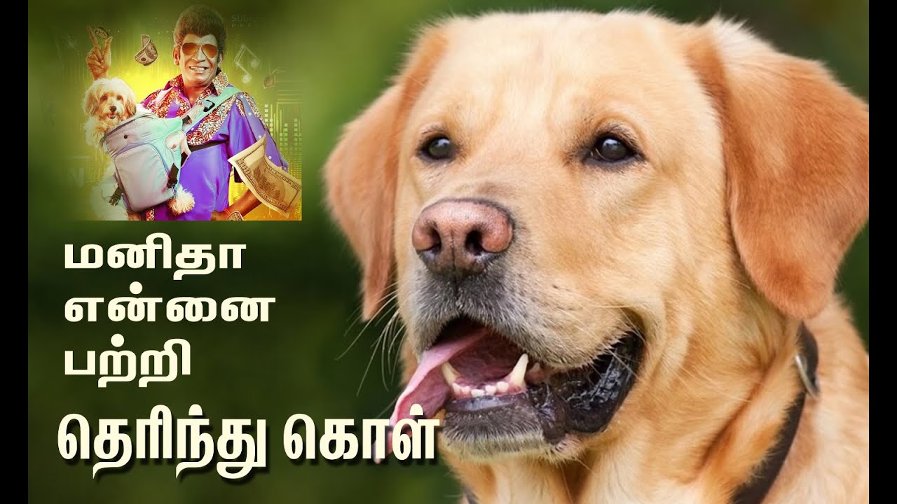 About Dog In Tamil YouTube about-dog-in-tamil-youtube