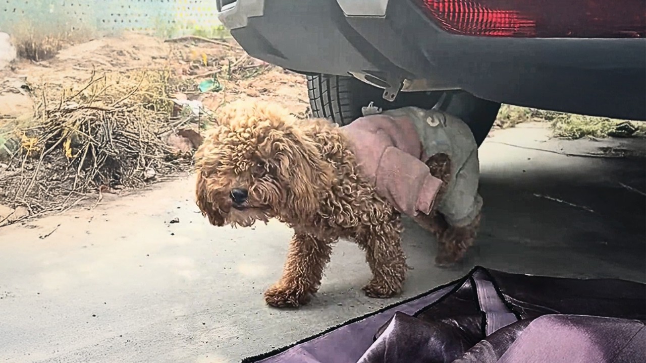 «Не жди, он не вернётся!» Бездомный пёс в старой одежде хозяина остаётся на месте.