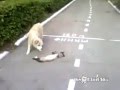 Smart cat vs stupid dog