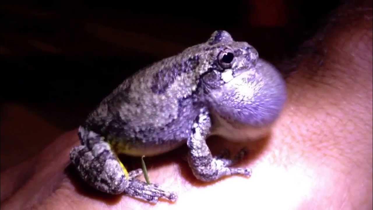 Gray tree frog mating call YouTube