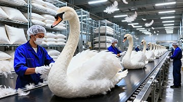 Inside the Swan Plume Factory 🦢 — How Rare Plumes Become Luxury Pillows (Full Process)