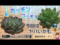 【大寒波】ずっと凍ってます💦もう無理かもしれない…　2026年1月27日 #雪国で育てる多肉 #凍った多肉 #plants