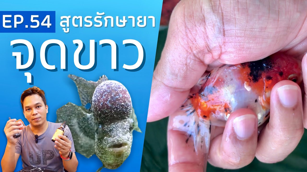 จุดขาว เป็นจัง หน้าฝน หน้าหนาว แต่รักษาง่ายด้วยสูตรยานี้ EP.54| พาเพลินอะควาติก