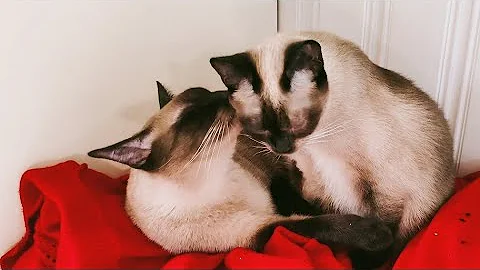 Watch the video about SIAMESE THAI CATS | BATH TIME ❤️😻😻👅