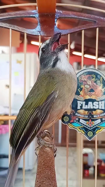 CHUIM MINEIRO SOLTANDO CANTO COM MUITA FORÇA! TRINCA-FERRO CANTANDO #shorts