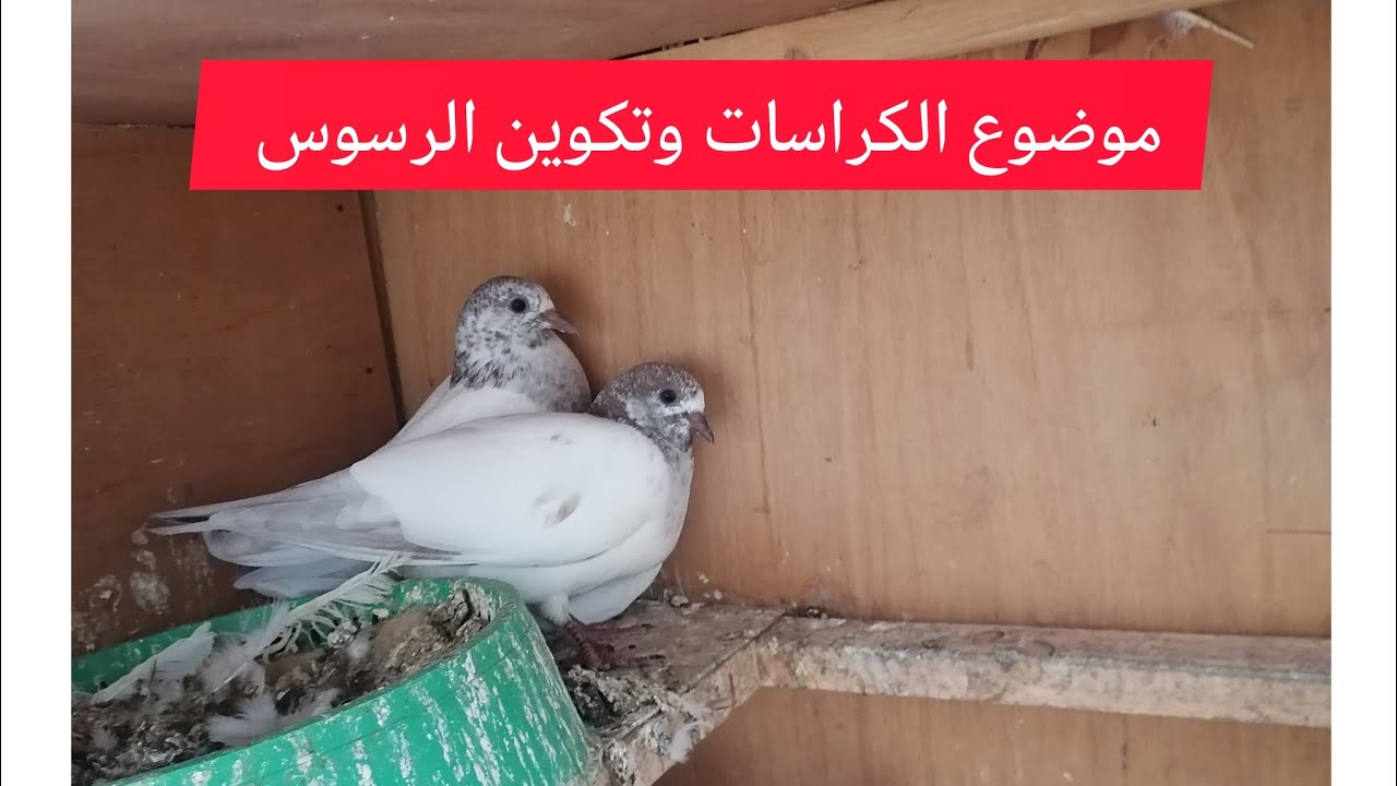 طبكات الحمام الباكستاني وتكوين الرسوس