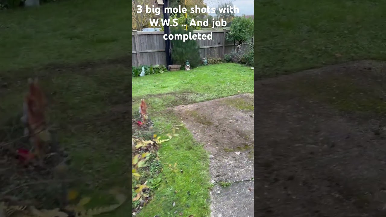 YouTube player