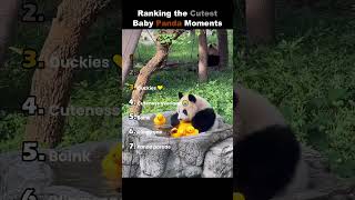 Why Baby Pandas Are The Cutest Animals Ever