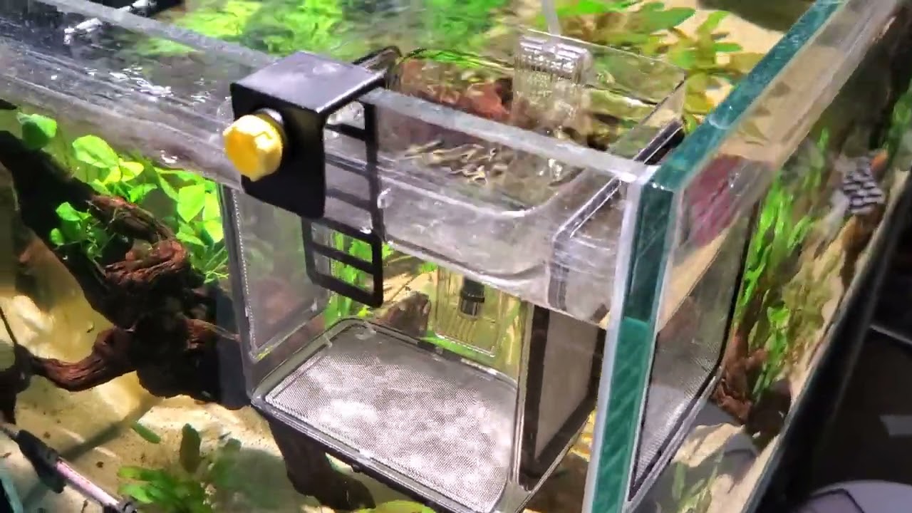 ziss aqua breeder box Japan blue guppy tank - YouTube