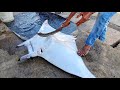 ⚠️Endangered Manta Ray Fish Slicing in Sri Lanka 🇱🇰| Ray Fish Slicing & Cutting | අඟ මඩුවා