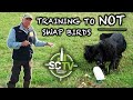 Gundog training  training to not swap birds with howard kirby  sc tv