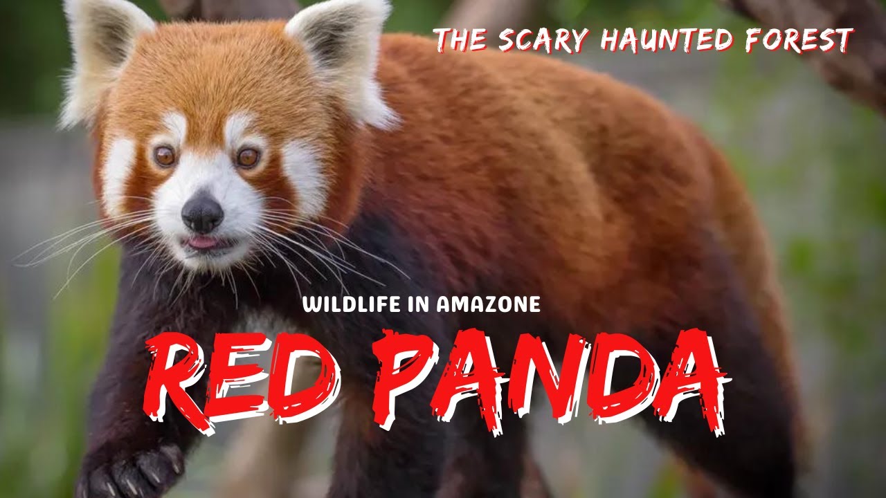 Red Panda Beautiful & Cute Animals 