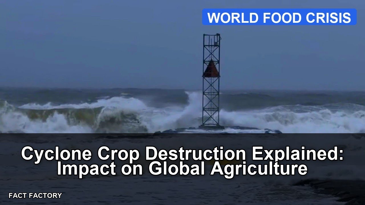 Cyclone Crop Destruction Explained: Impact on Global Agriculture