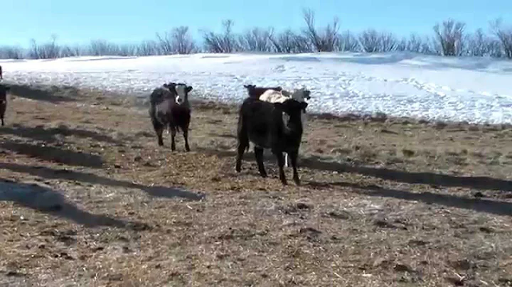 Bob & Debbie Penner - Heifers Jan 2014