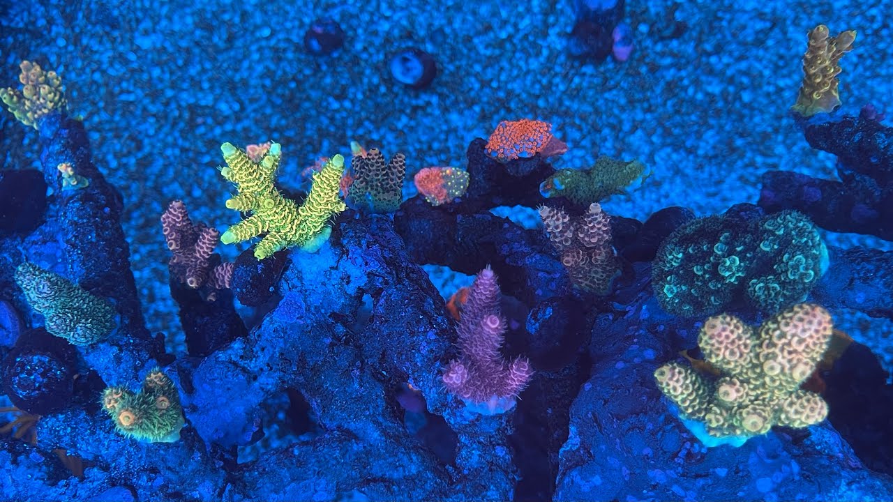 新入荷！オージー便紹介！！ミドリイシ飼育の極意も…⁉︎