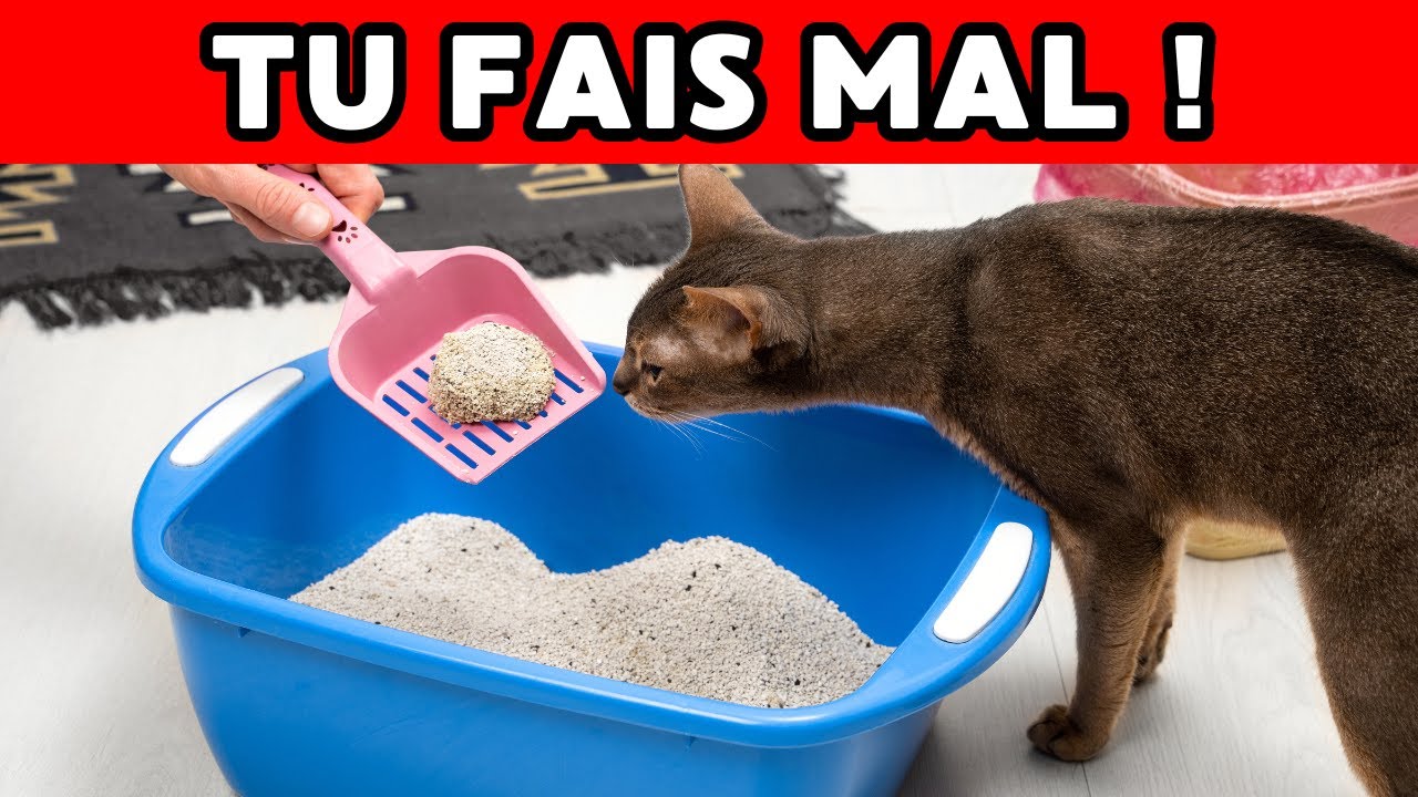 Les 7 PLUS GRANDES ERREURS avec la LITIÈRE commises par les propriétaires de chats