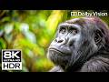 Most Calm Nature 8K HDR 120 FPS Videos | Dolby Vision OLED Demo