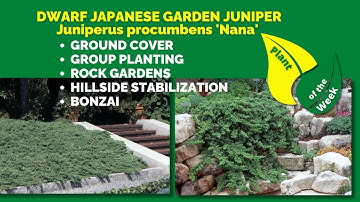 DWARF JAPANESE GARDEN JUNIPER | Juniperus procumbens 