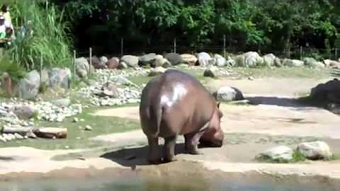Quanto pesa 1 ippopotamo?