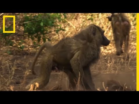 Vidéo: Les babouins jaunes et olive sont-ils de la même espèce ?
