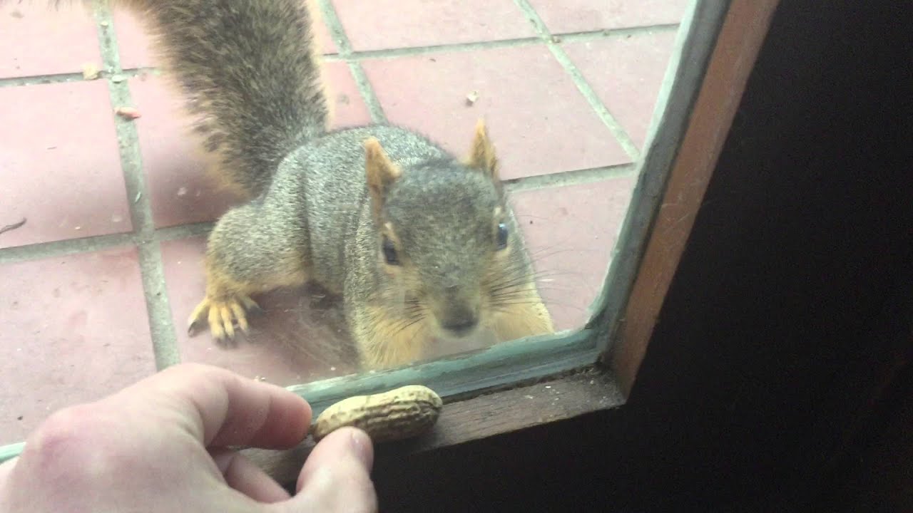Sassy Squirrel Repeatedly Comes To Door Demanding Peanuts - The Dodo