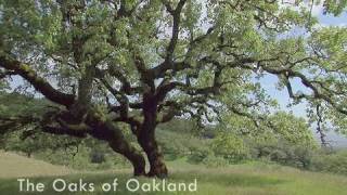 Oak trees are an integral part of the ecology california. at one
point, oakland and alameda were home to impressive stand live trees.
for more i...