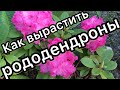 Как вырастить РОДОДЕНДРОНЫ в своём саду