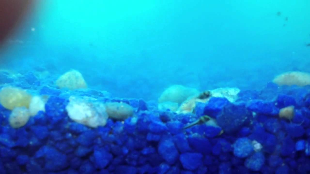 Baby Oscar Fish Fry Day 14 YouTube