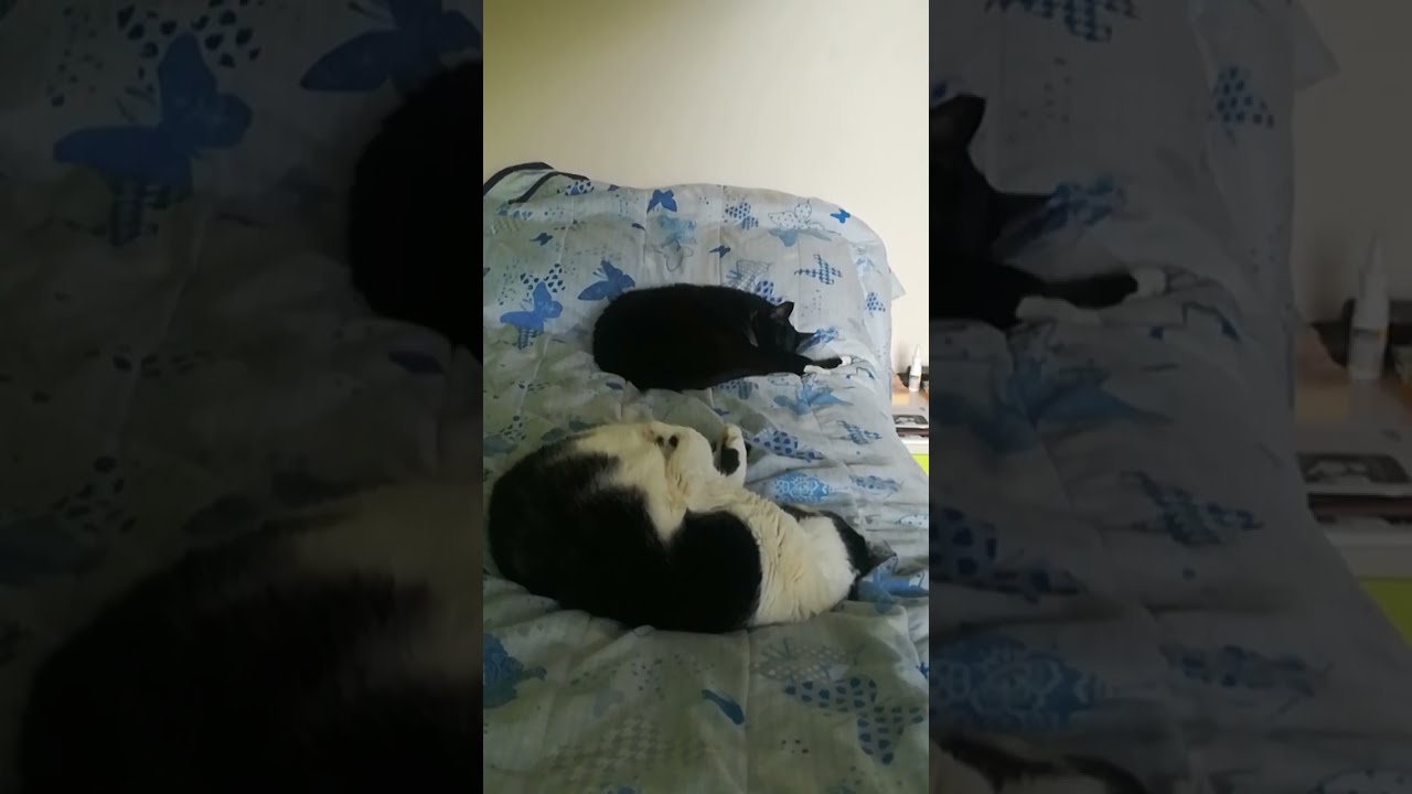 Один из тех редких моментов, когда они спят рядом друг с другом