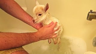 Cute Baby Goats First Bath