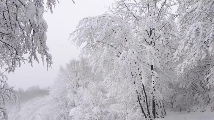 Chronicles of Narnia | Winter Woods Music & Ambience - Relaxing Music with Sounds of Winter