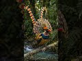 Một chú chim thiên đường với bộ lông rực rỡ đậu trên cành cây phủ rêu trong khu rừng nhiệt đới xanh