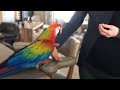 5 Mistakes That Will MESS UP Your Relationship With Your Bird